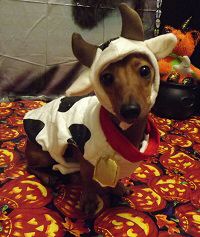 Thumper Hal 2013.jpg